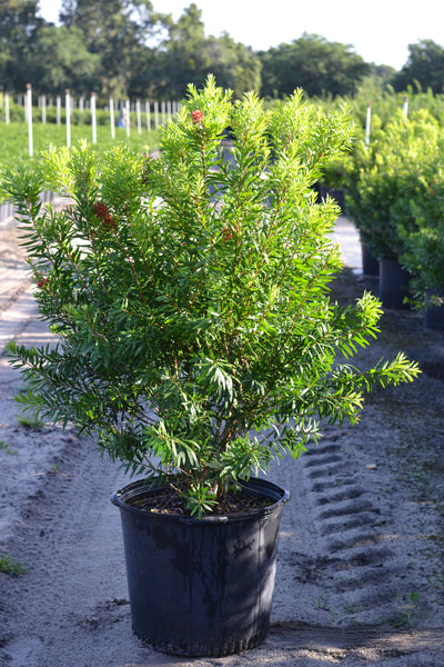 Red Cluster Bottlebrush Tree - 3 Gallon Pot