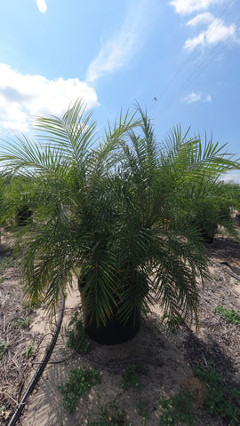 Roebelenii Palm