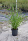Dwarf Fakahatchee Grass