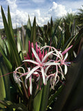 Crinum Lily-"Queen Emma" (red)