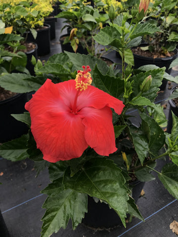Hibiscus-"President Red" 7g