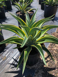 Agave Desmenttiana - Variegated or Green (CHECK PRICE LIST)