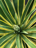 Agave Desmenttiana - Variegated or Green (CHECK PRICE LIST)