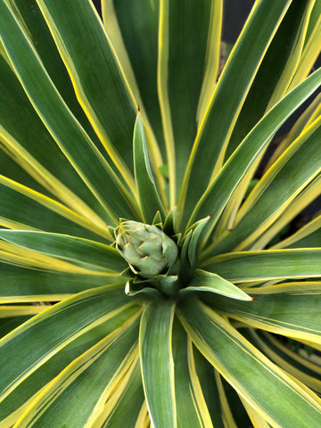 Agave Desmenttiana - Variegated or Green