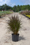 Fountain Grass-Red
