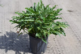 Philodendron-"Danadu"